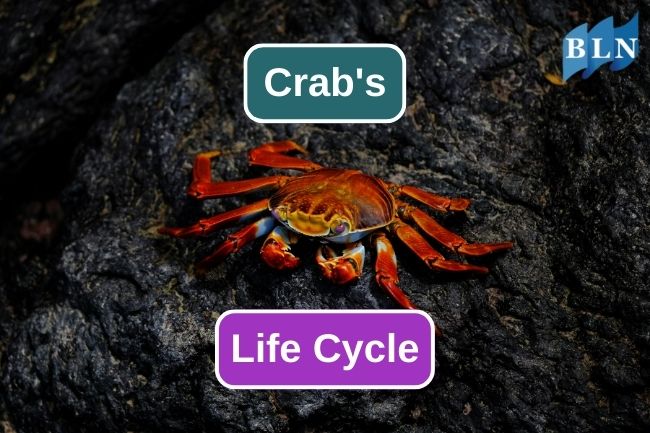 5 Stages Of Crab’s Life Cycle
